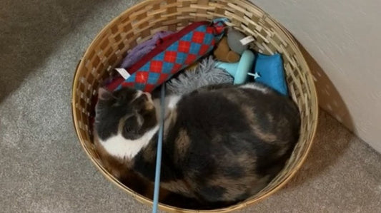 Why Does My Cat Sleep in Enclosed Spaces? The Science Behind It