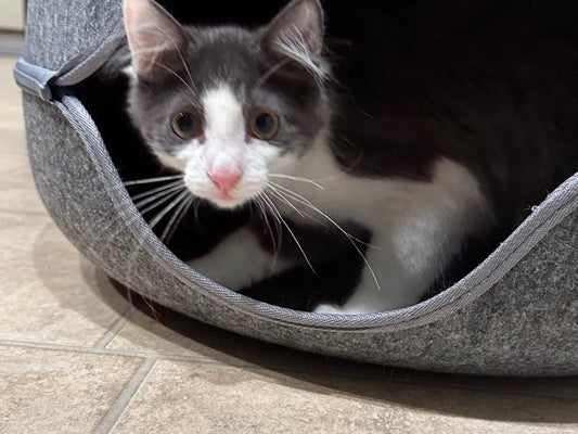 Cat Cave Bed vs Regular Cat Bed: Which One Will Your Cat Actually Use?